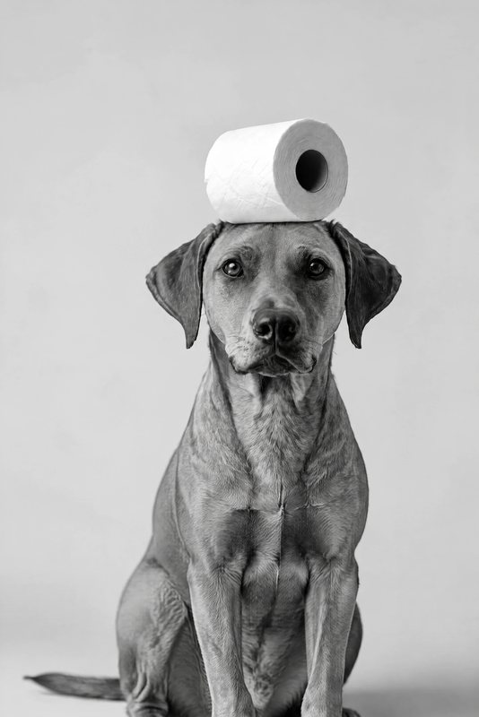 The Balancing Act look made with a red-brown hound