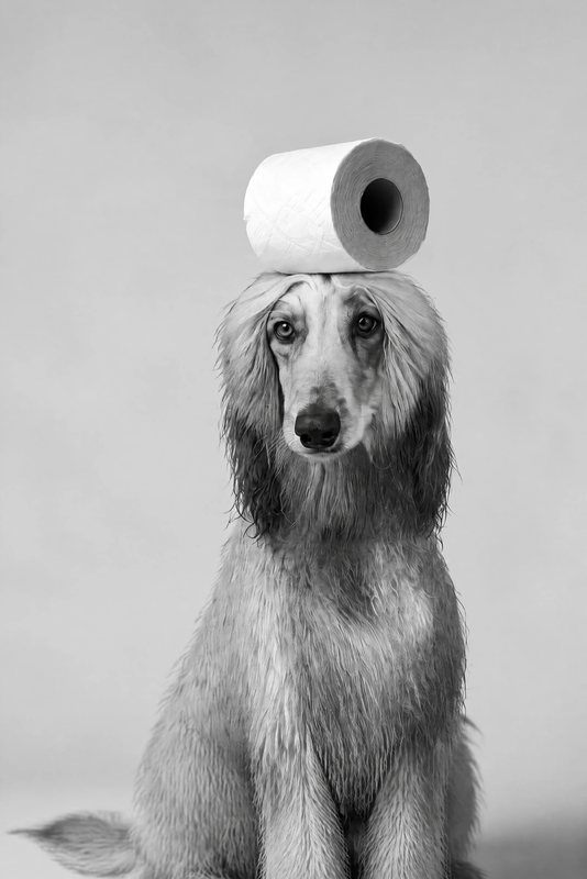 The Balancing Act look made with a cream Afghan hound