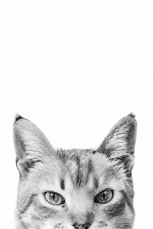 The Peeking Over look made with a ginger tabby cat