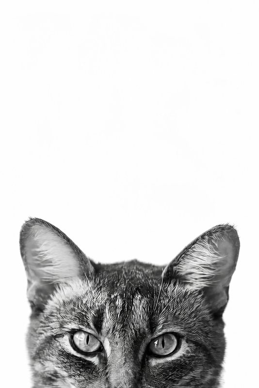 The Peeking Over look made with a grey tabby cat