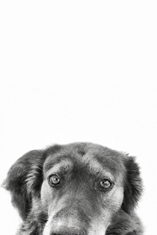 The Peeking Over look made with a chocolate shepherd-collie mix
