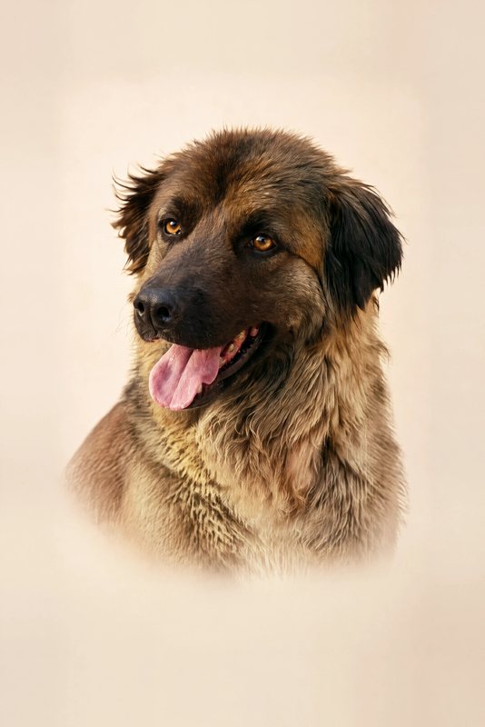 The Simply Them look made with a big fluffy sable dog