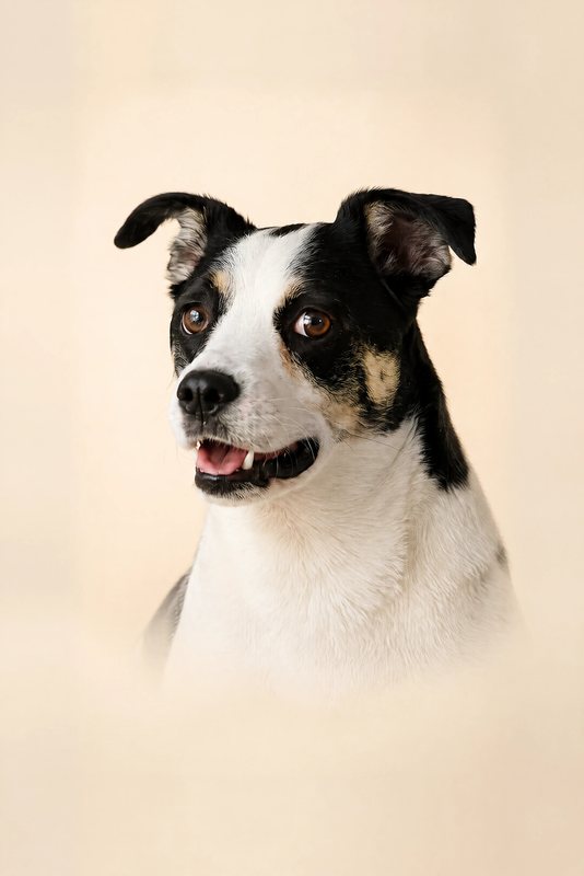 The Simply Them look made with a black-and-white dog