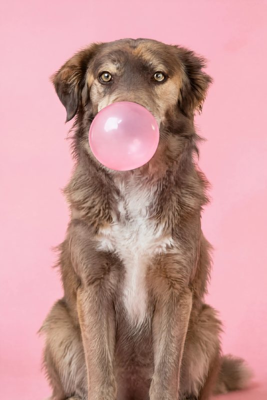 The Bubblegum Pink look made with a chocolate shepherd-collie mix