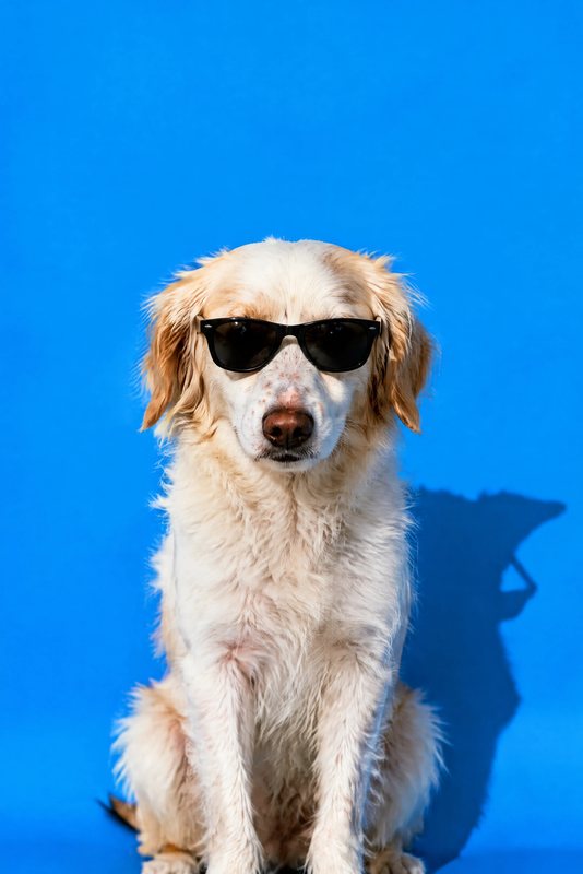 The Blue Monday look made with a white-and-orange spaniel mix