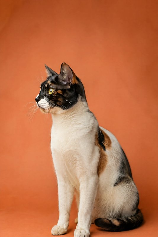 The Terracotta Profile look made with a calico cat