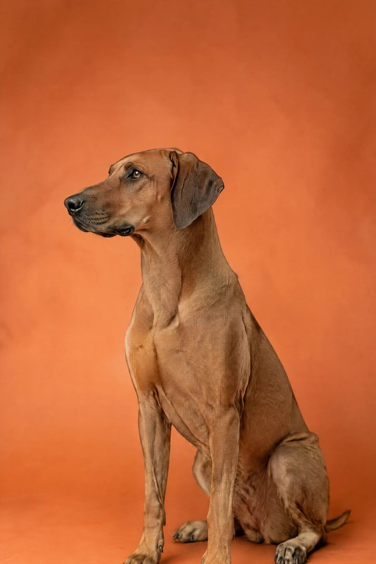 The Terracotta Profile look made with a red-brown hound