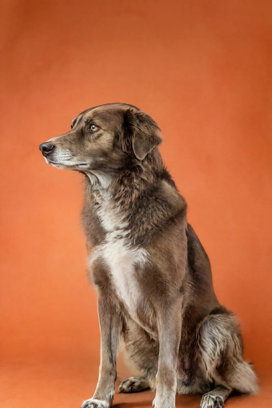 The Terracotta Profile look made with a chocolate shepherd-collie mix