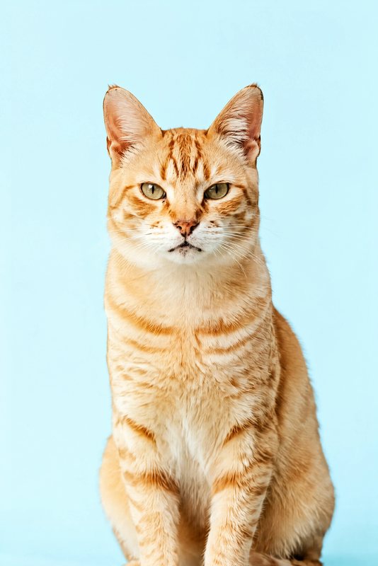 The Powder Blue look made with a ginger tabby cat