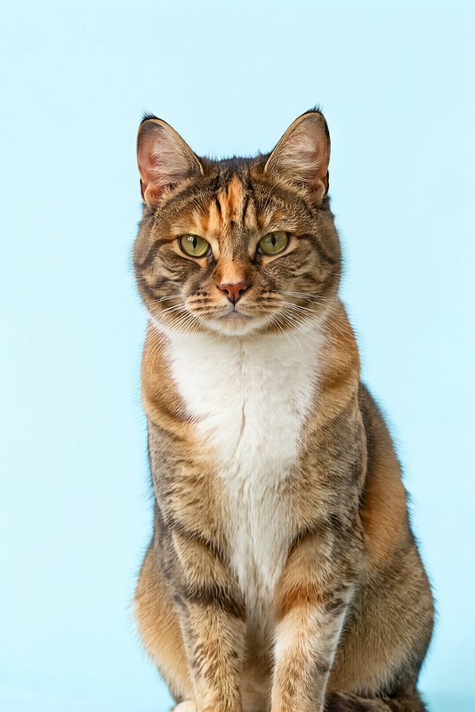 The Powder Blue look made with a tortoiseshell tabby cat