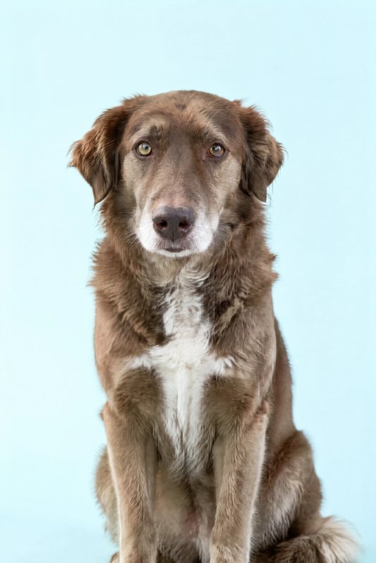 The Powder Blue look made with a chocolate shepherd-collie mix