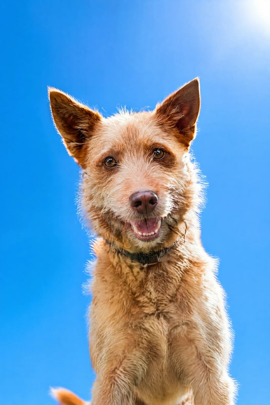 The Sky High look made with a scruffy ginger terrier