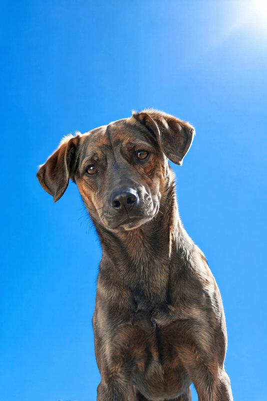 The Sky High look made with a brindle mixed-breed dog