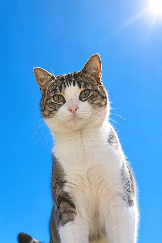The Sky High look made with a tabby-and-white cat