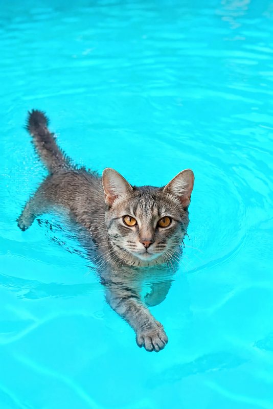 The Deep End look made with a grey tabby cat
