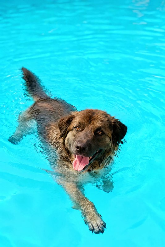The Deep End look made with a big fluffy sable dog