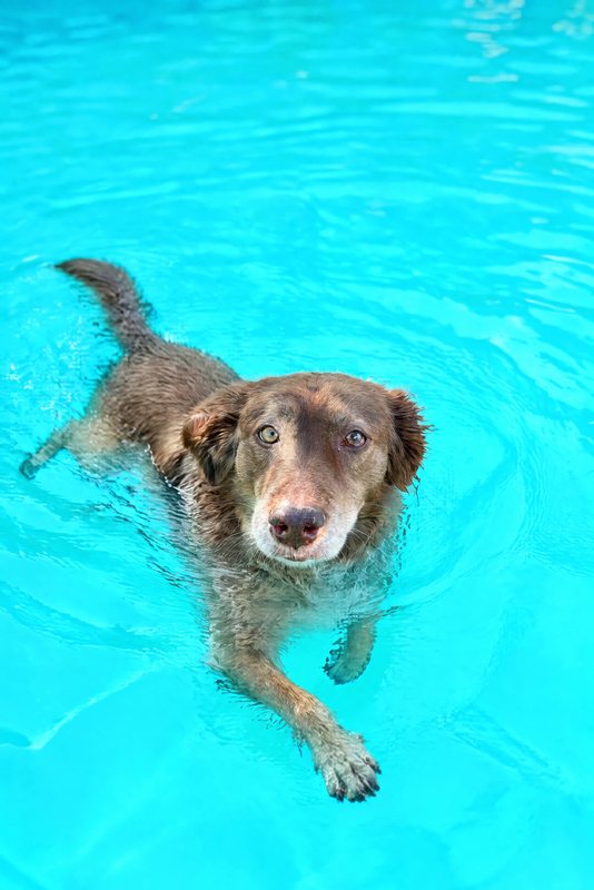 The Deep End look made with a chocolate shepherd-collie mix