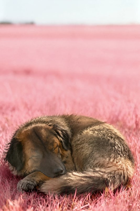 The Blush Nap look made with a big fluffy sable dog
