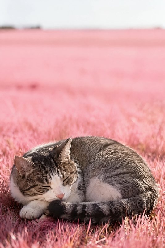 The Blush Nap look made with a tabby-and-white cat