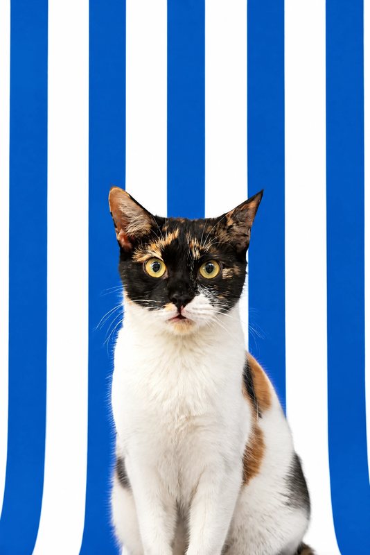 The Bold Stripes look made with a calico cat