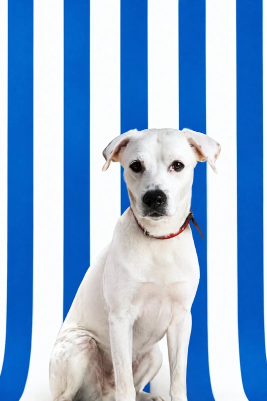 The Bold Stripes look made with a white boxer mix