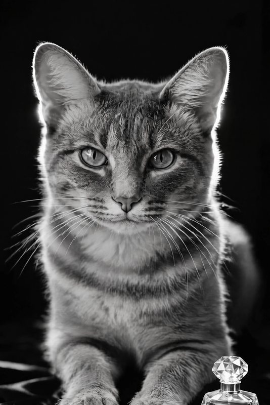 The Perfume Campaign look made with a grey tabby cat
