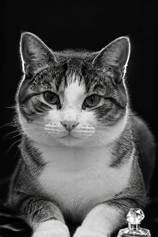 The Perfume Campaign look made with a tabby-and-white cat