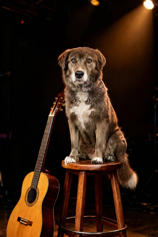 The Unplugged look made with a chocolate shepherd-collie mix