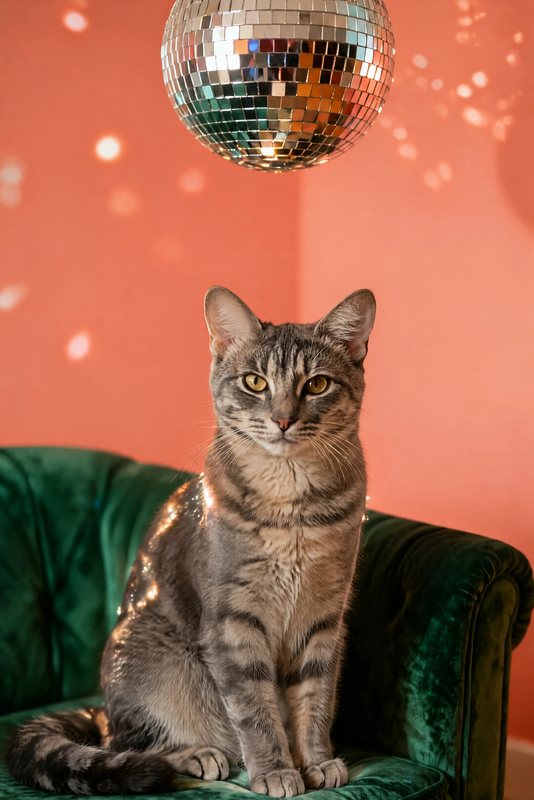The Disco Lounge look made with a grey tabby cat