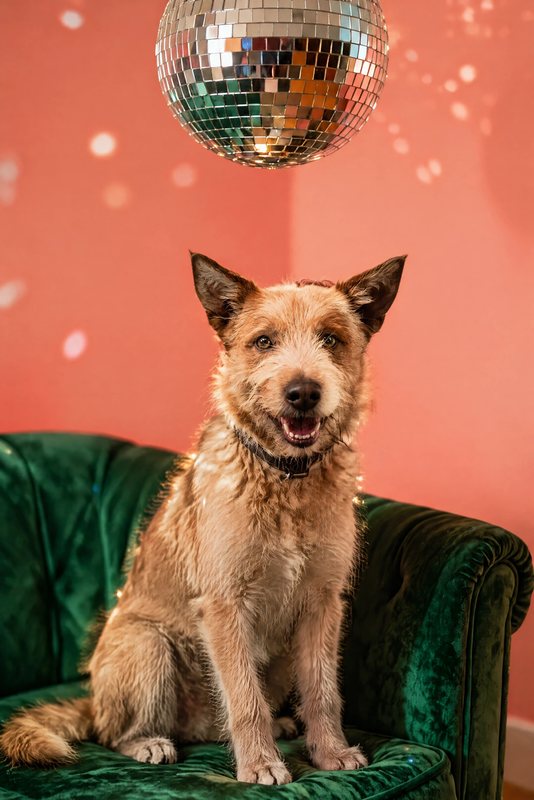 The Disco Lounge look made with a scruffy ginger terrier