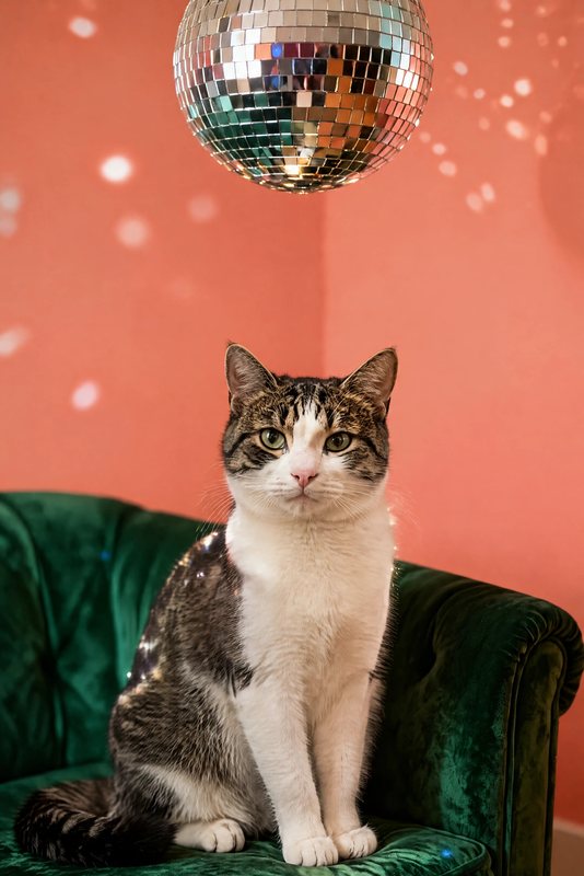 The Disco Lounge look made with a tabby-and-white cat