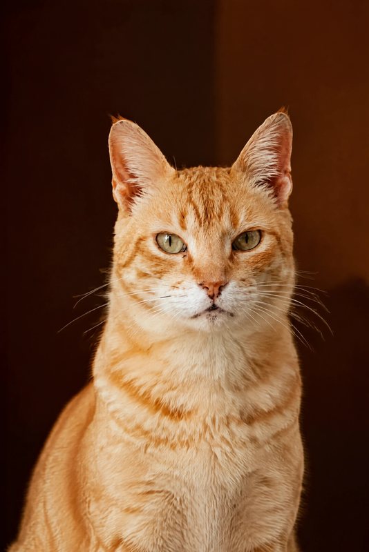 The Timeless look made with a ginger tabby cat