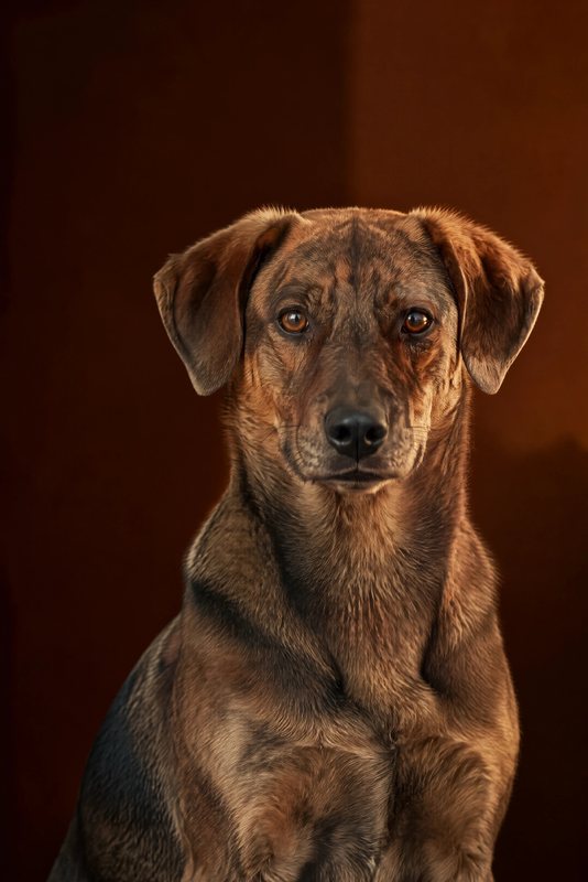 The Timeless look made with a brindle mixed-breed dog