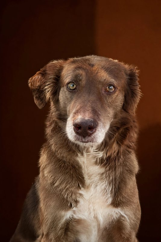 The Timeless look made with a chocolate shepherd-collie mix