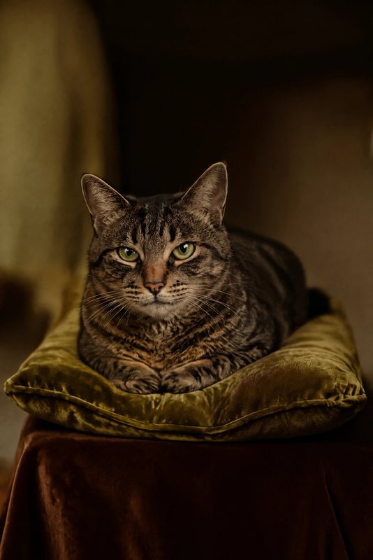 The Velvet Cushion look made with a brown tabby cat