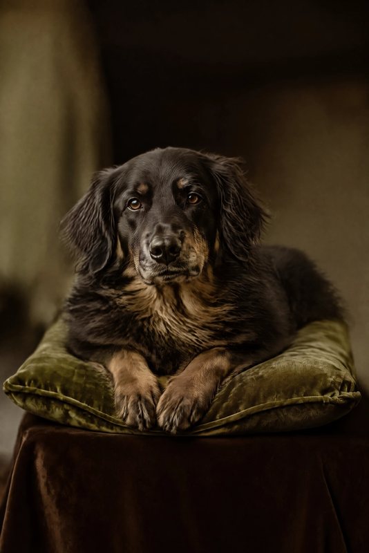 The Velvet Cushion look made with a black-and-tan Hovawart