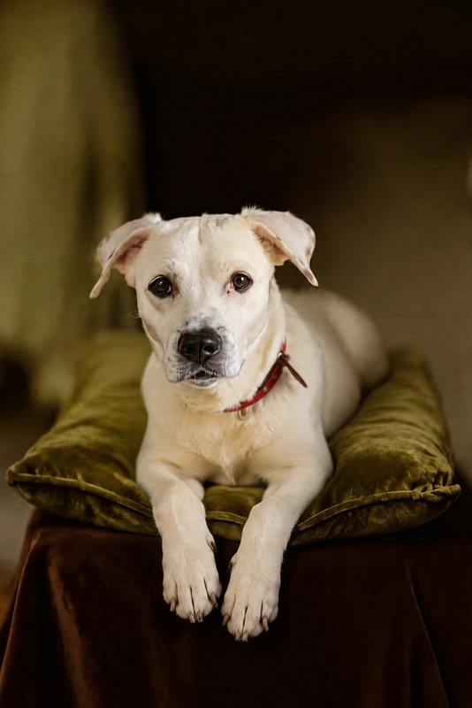 The Velvet Cushion look made with a white boxer mix