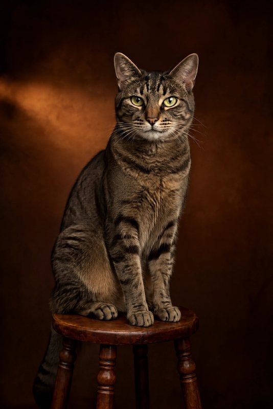 The Antique Stool look made with a brown tabby cat