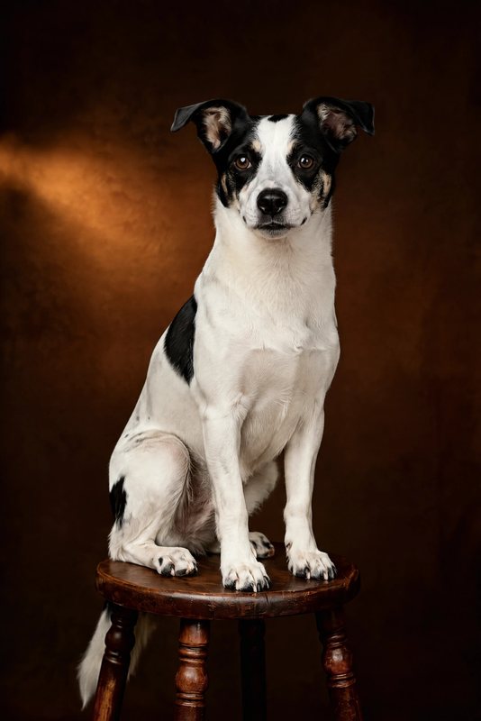 The Antique Stool look made with a black-and-white dog