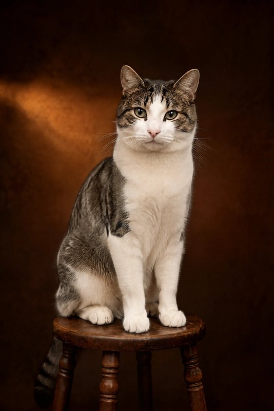 The Antique Stool look made with a tabby-and-white cat