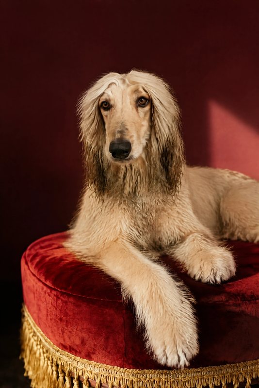 The Crimson Footstool look made with a cream Afghan hound