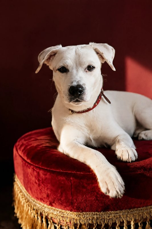 The Crimson Footstool look made with a white boxer mix
