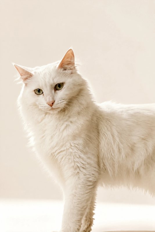 The Best in Show look made with a fluffy white cat