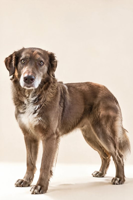The Best in Show look made with a chocolate shepherd-collie mix