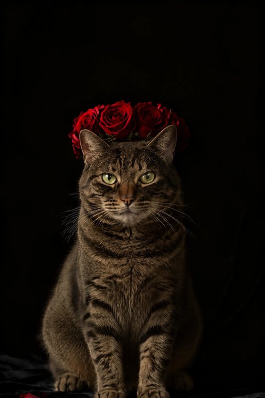 The Midnight Roses look made with a brown tabby cat