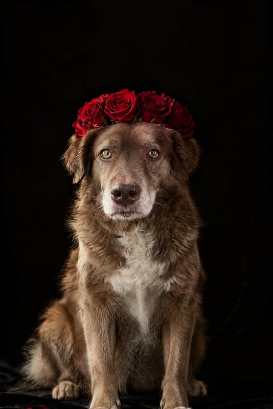 The Midnight Roses look made with a chocolate shepherd-collie mix