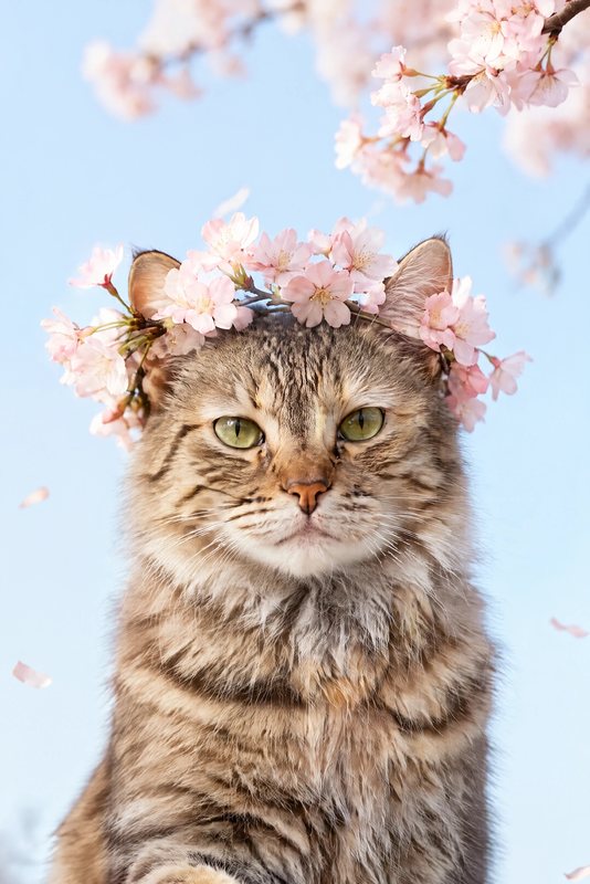 The Cherry Blossom look made with a long-haired tabby cat