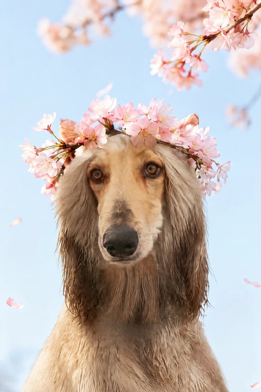 The Cherry Blossom look made with a cream Afghan hound