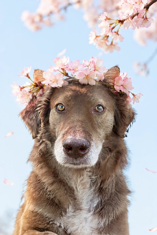 The Cherry Blossom look made with a chocolate shepherd-collie mix
