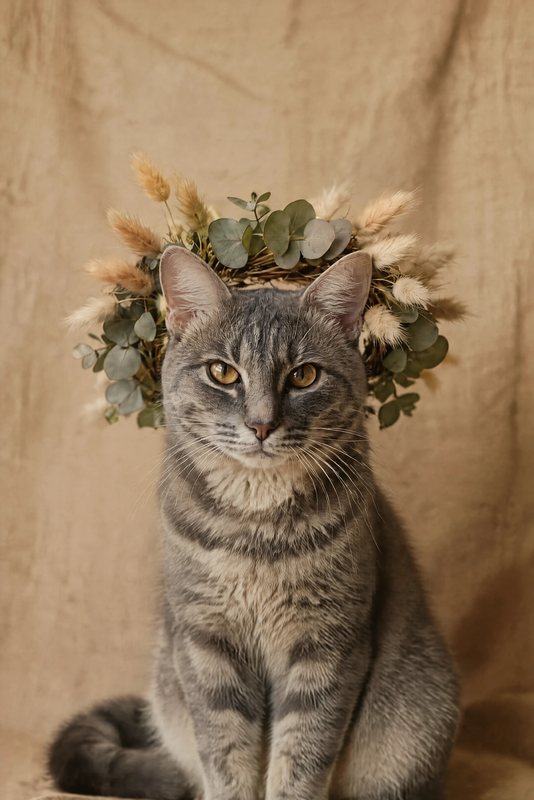 The Dried & Boho look made with a grey tabby cat
